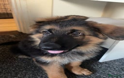 German Shepherd dogs for sale: Stunning german shepherd male puppy💙 - Image 2