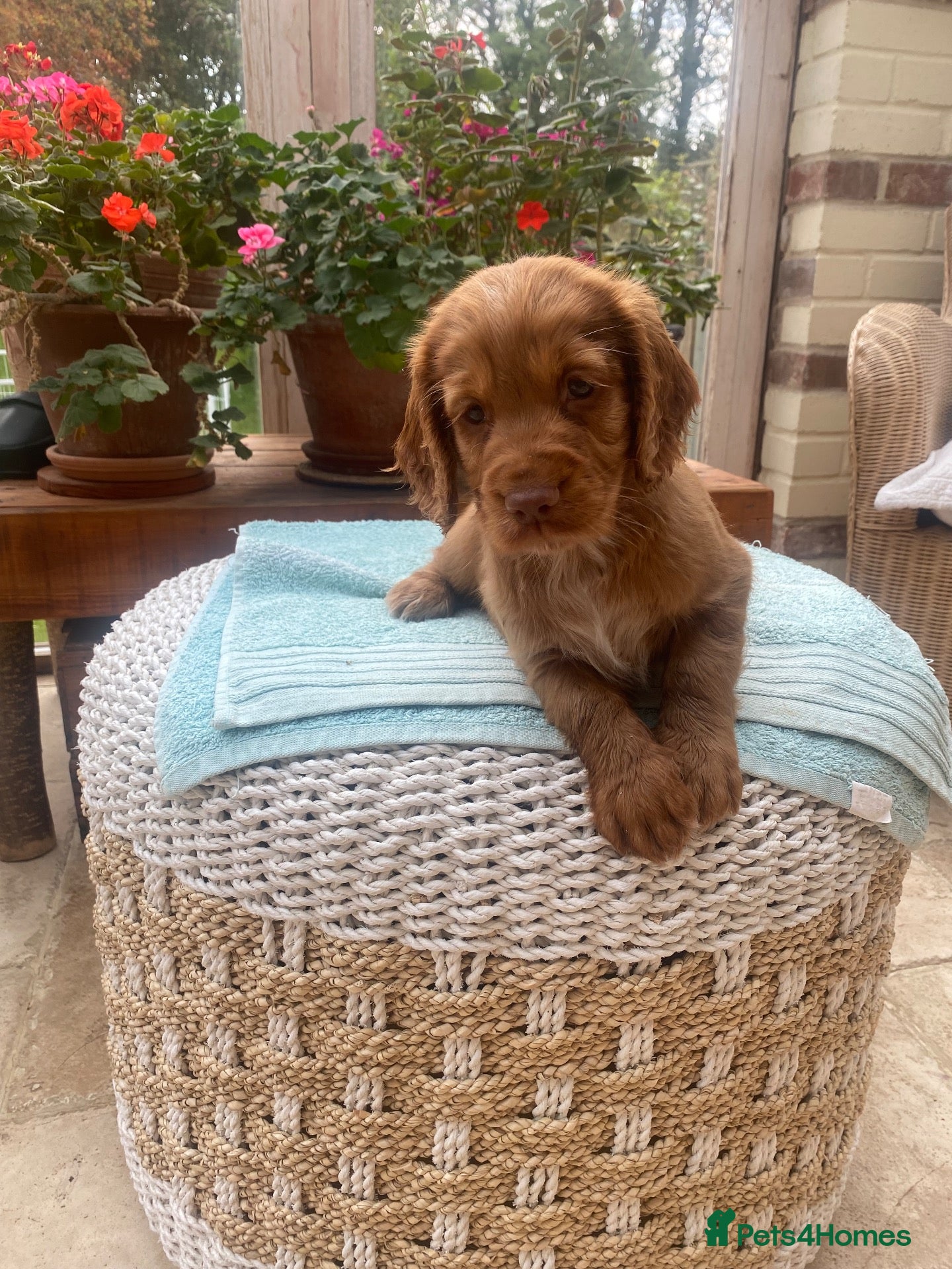 Cocker Spaniel dogs Two handsome chocolate brown and golden males  - Advert 7