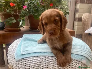 Cocker Spaniel dogs Handsome male golden Working Cocker Spanirl - Advert 3