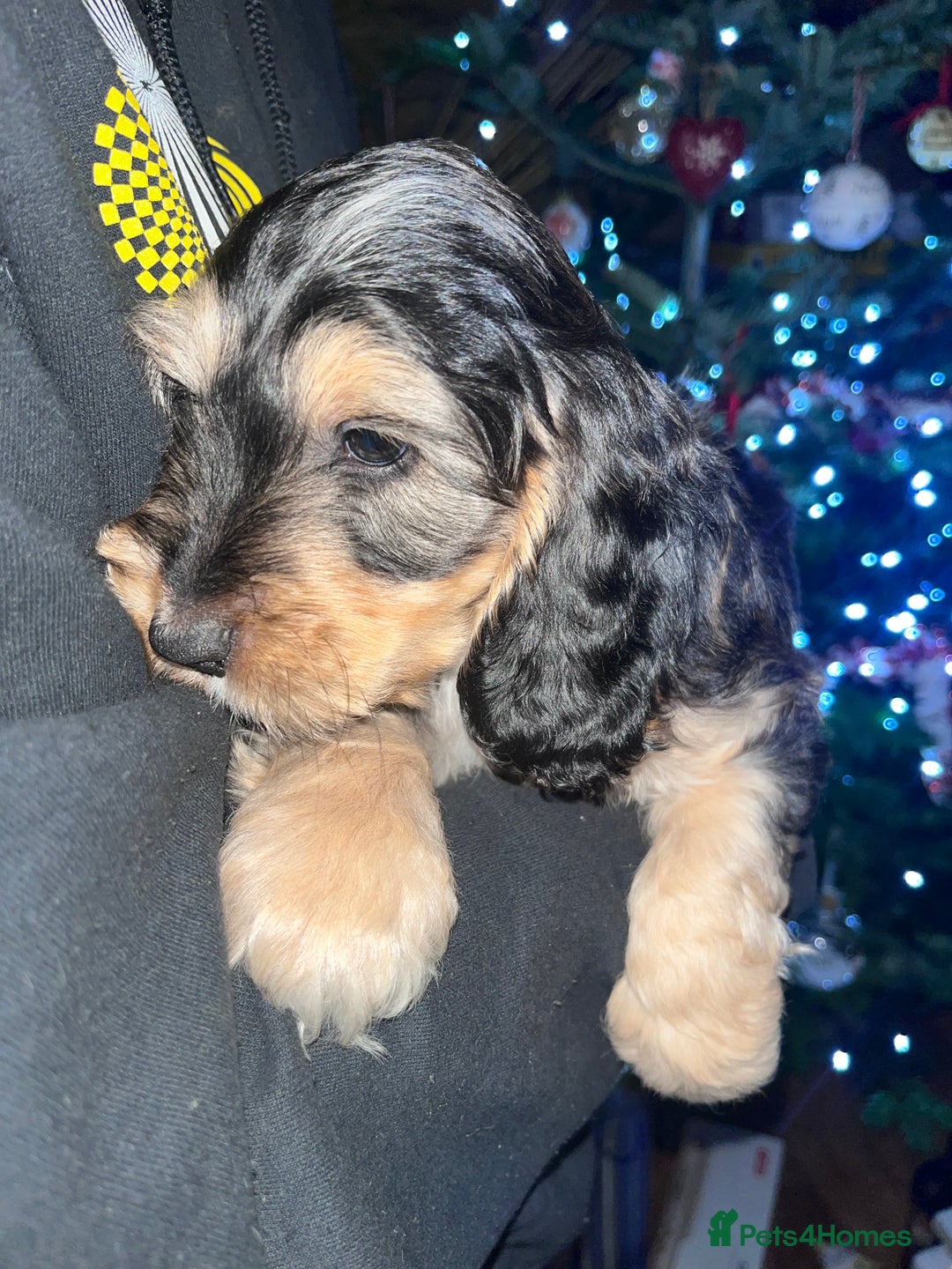 Australian Labradoodle dogs for sale: Gorgeous Australian Labradoodle Puppies  - Advert 18