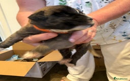Mixed Breed dogs for sale: Saint Mastiffs for sale - Image 5