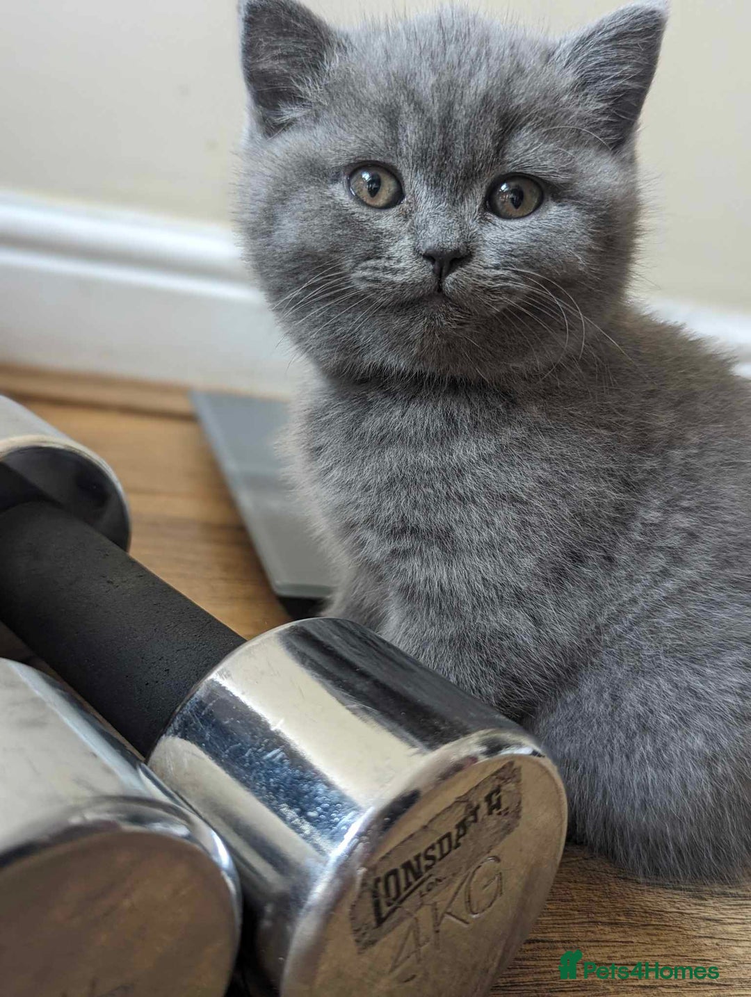British Shorthair cats for sale: Both parents pedigreesTICA pedigree-dad5xchampion  - Image 25