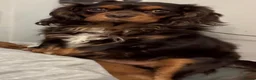 Cavalier King Charles Spaniel dogs for sale: Chocolate Visual CKCS  - Advert 4