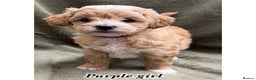 Maltipoo dogs for sale: Biscuit coloured maltipoo puppies - Advert 10