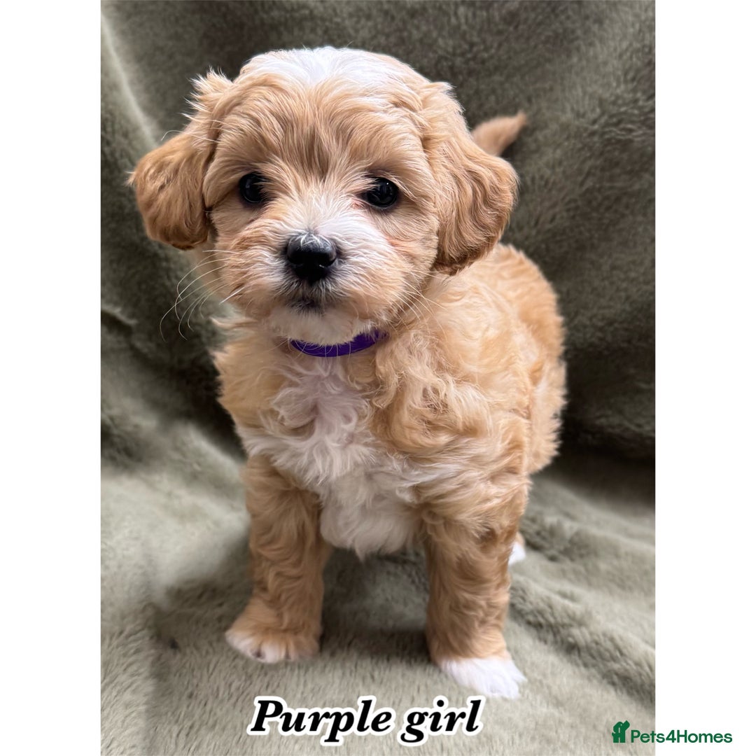 Maltipoo dogs for sale: Biscuit coloured maltipoo puppies - Advert 10