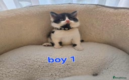 Mixed Breed cats for sale: Adorable kittens mixed breed - Image 3