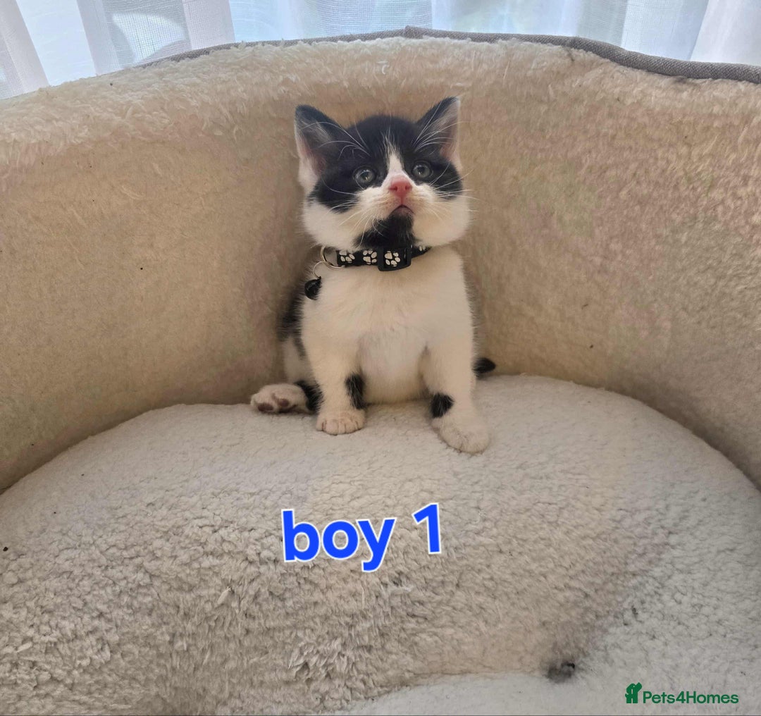 Mixed Breed cats for sale: Adorable kittens mixed breed - Image 3