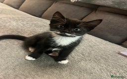 Mixed Breed cats for sale: Last male kitten left!  - Image 1