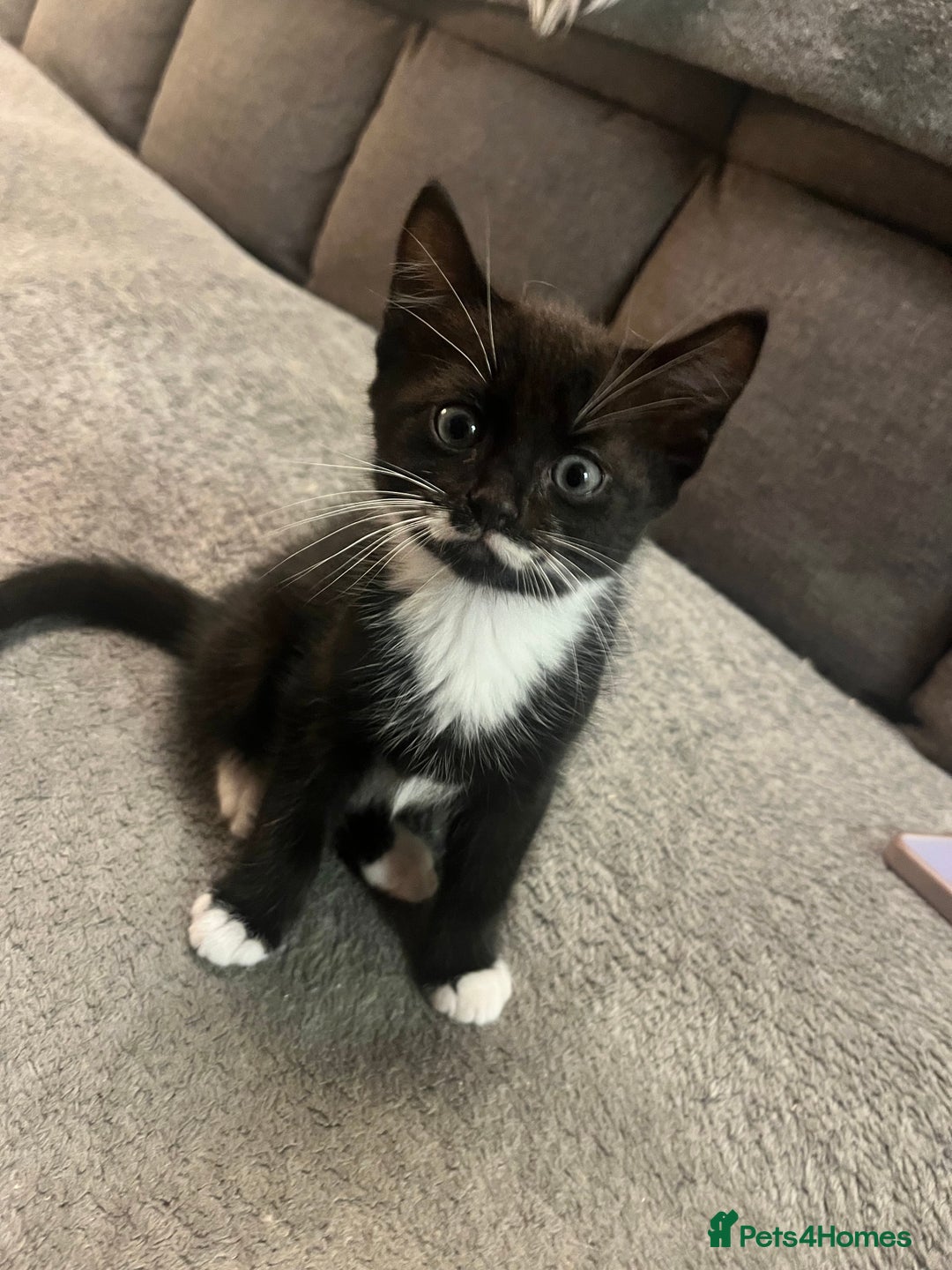 Mixed Breed cats for sale: Last male kitten left!  - Image 1