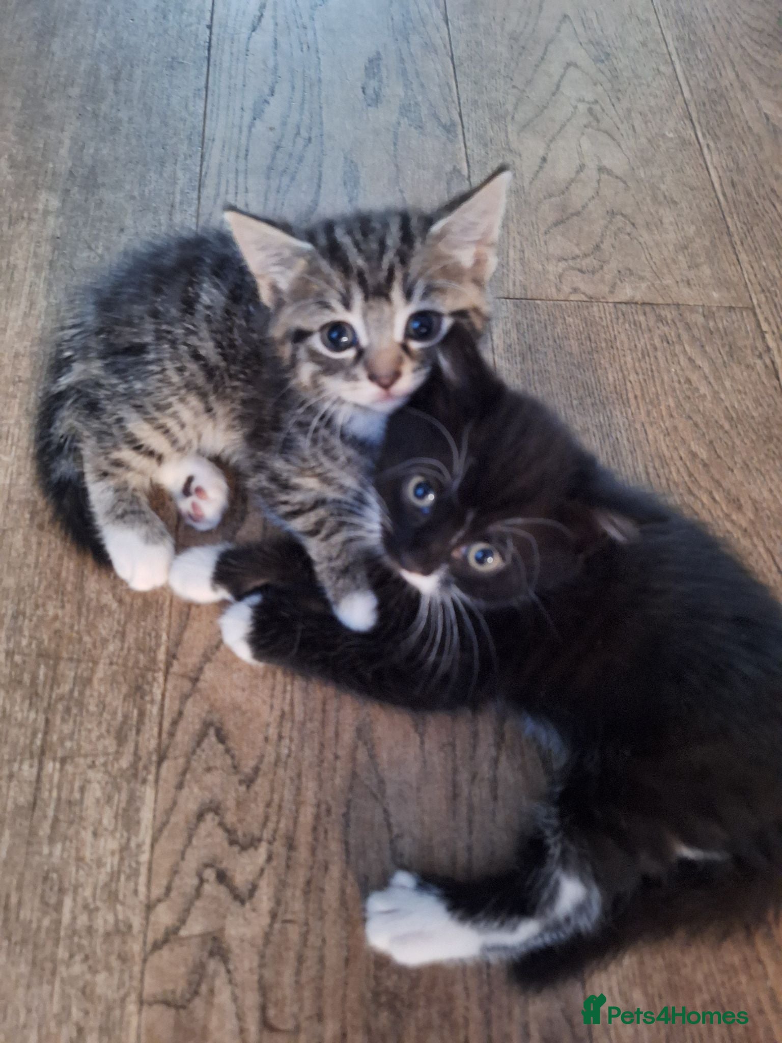 British Shorthair cats Beautiful girl and boy kittens  - Advert 1
