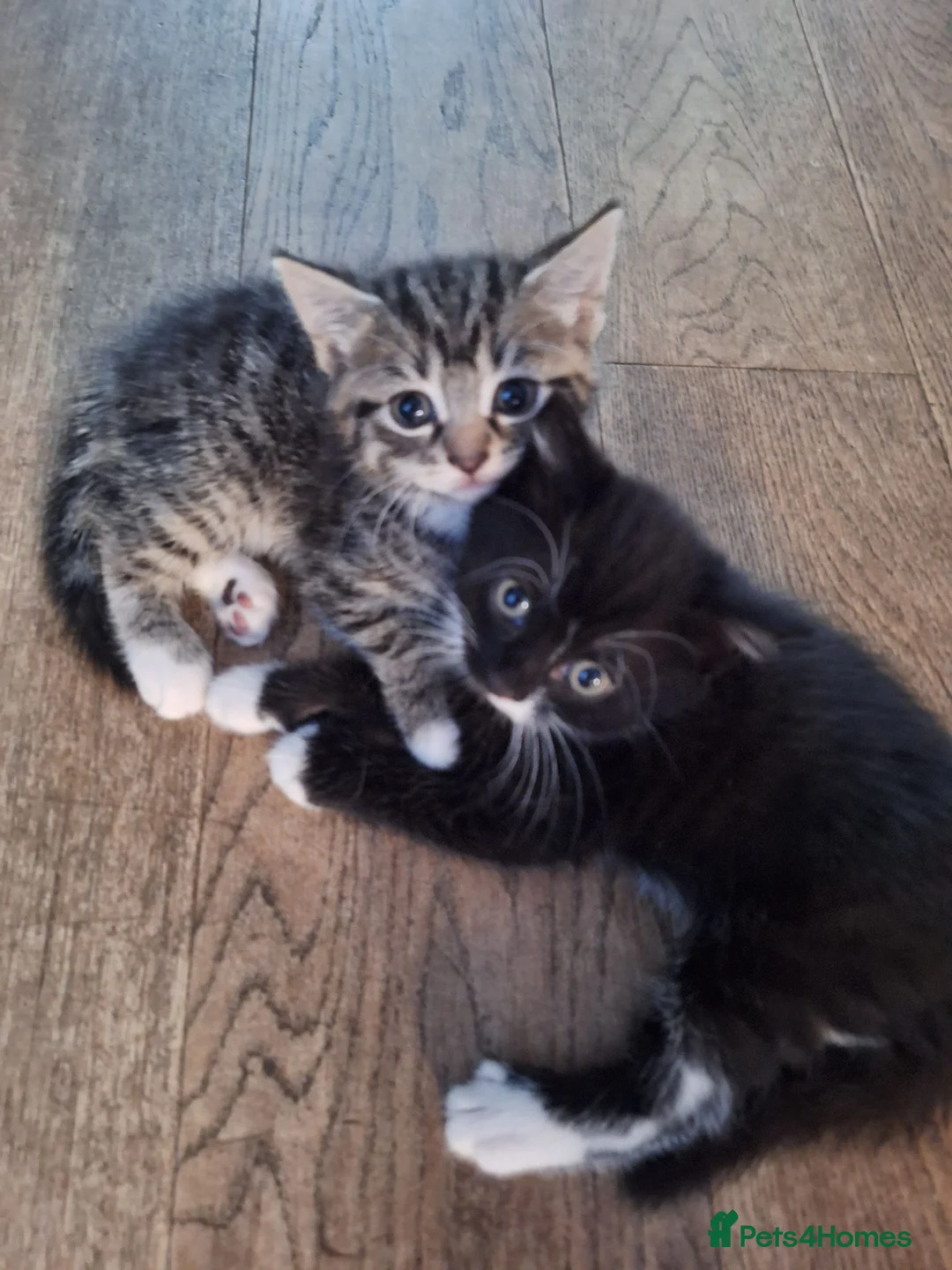 British Shorthair cats for sale: Beautiful girl and boy kittens  - Advert 1