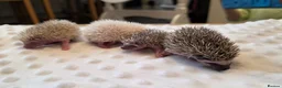 Pygmy Hedgehog rodents for sale: African Pygmy hedgehog babies - Advert 5
