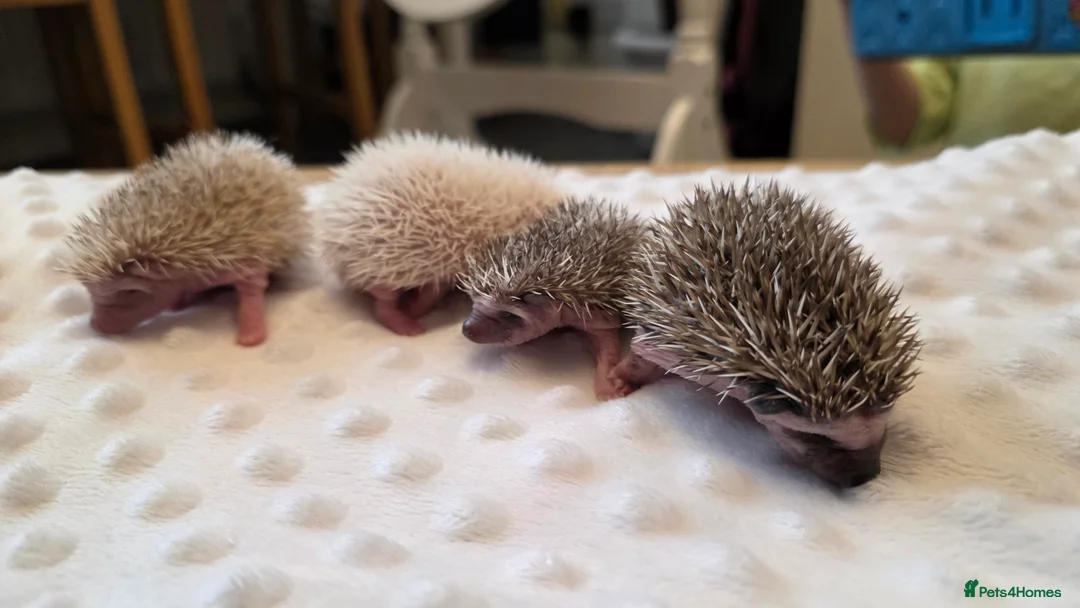Pygmy Hedgehog rodents for sale: African Pygmy hedgehog babies - Advert 5