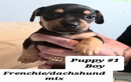 Mixed Breed dogs for sale: Frenchie/Dachshund puppies - Image 16