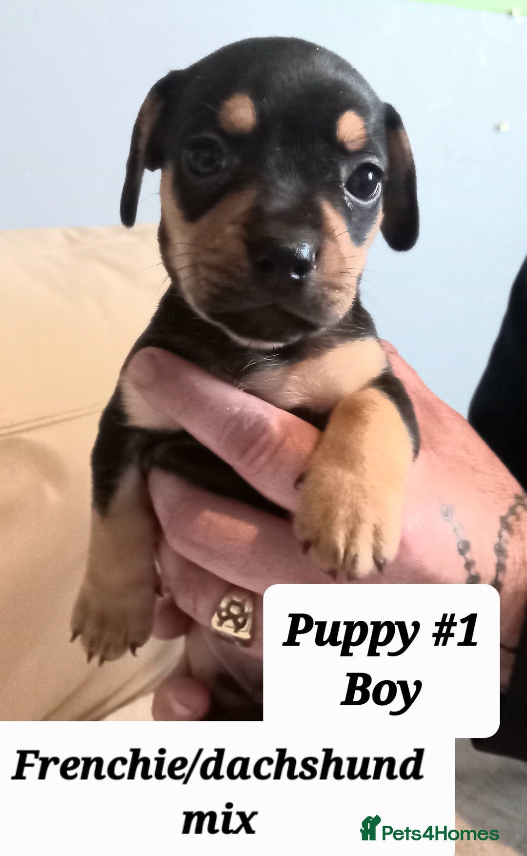 Mixed Breed dogs for sale: Frenchie/Dachshund puppies - Image 16