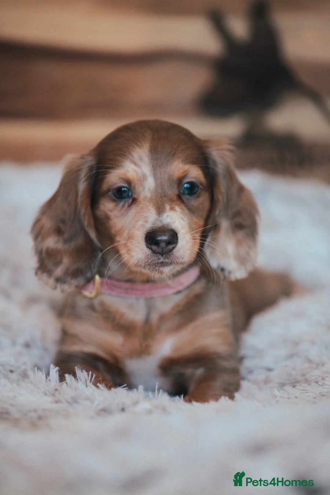 Miniature Dachshund dogs for sale: Pedigree Longhaired Miniature Dachshund Waitlist  - Advert 2