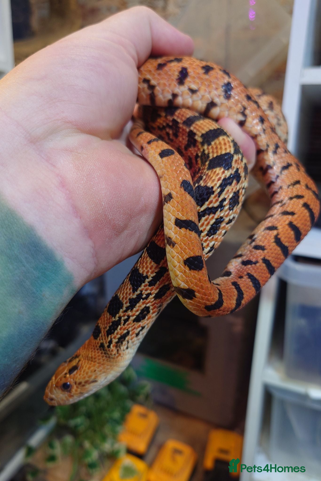 Corn Snake reptiles Bullsnakes and Cornsnakes  - Advert 1
