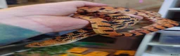 Corn Snake reptiles for sale: Bullsnakes and Cornsnakes  in Stockport - Advert 1
