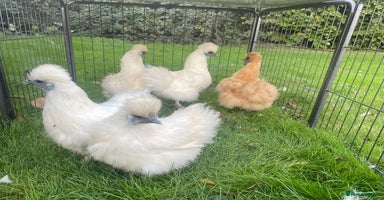 Chickens poultry - Advert 4