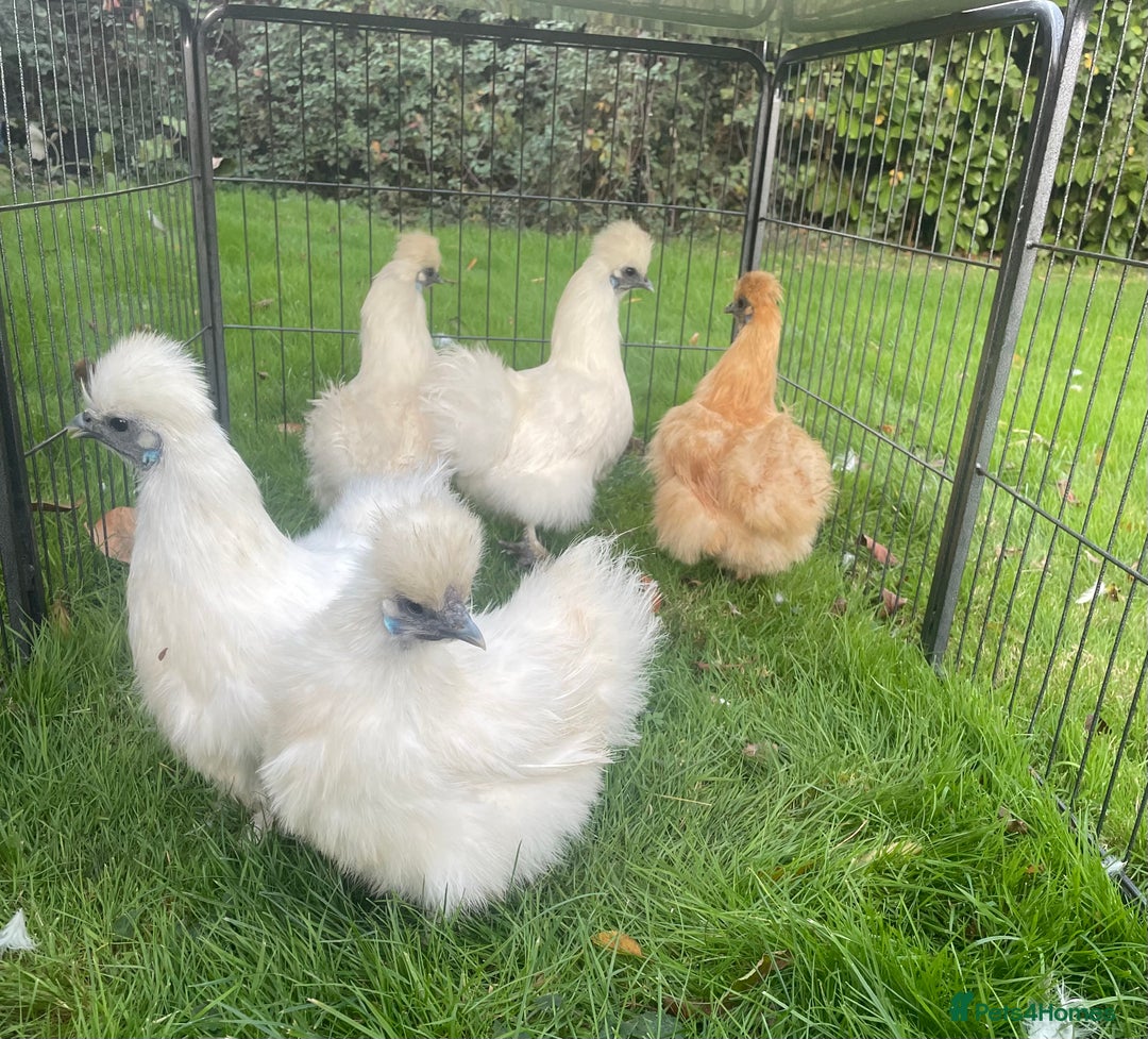 Chickens poultry for sale: Silkie chickens - Advert 5