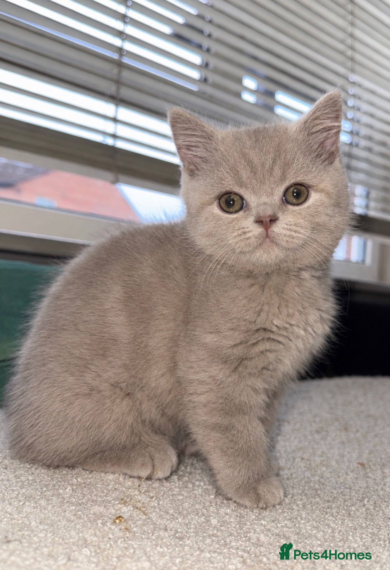 British Shorthair cats British short hair cinnamon carriers  - Advert 12