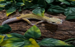 Gecko reptiles for sale: Variety Of Leopard Geckos And Sub-Species For Sale in Fleet - Image 14