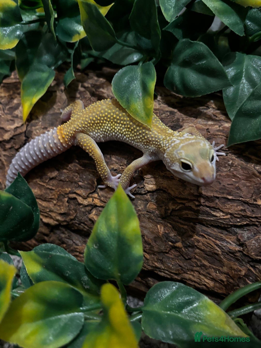 Gecko reptiles for sale: Variety Of Leopard Geckos And Sub-Species For Sale in Fleet - Image 14
