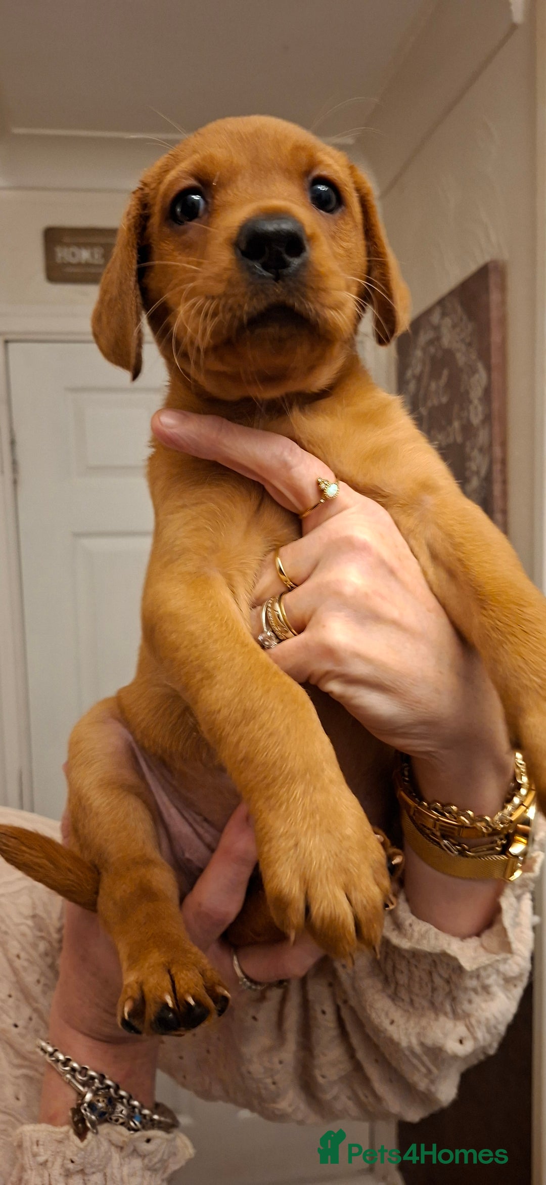 Labrador Retriever dogs for sale: KC registered Fox Red labrador puppies for sale - Image 6