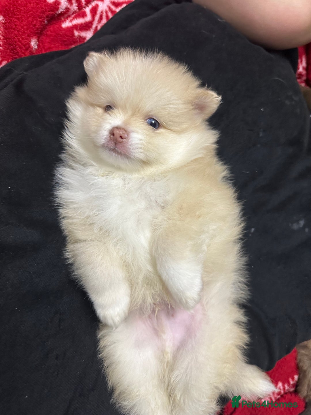 Pomeranian dogs for sale: Blue eye boy and Tiny golden girl poms ready now  - Image 8