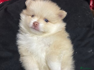 Pomeranian dogs Beautiful Pomeranians -ready now 1 boy 1 girl left - Advert 7