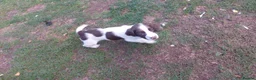 English Springer Spaniel dogs for sale: English springer spaniels in Bargoed - Advert 23