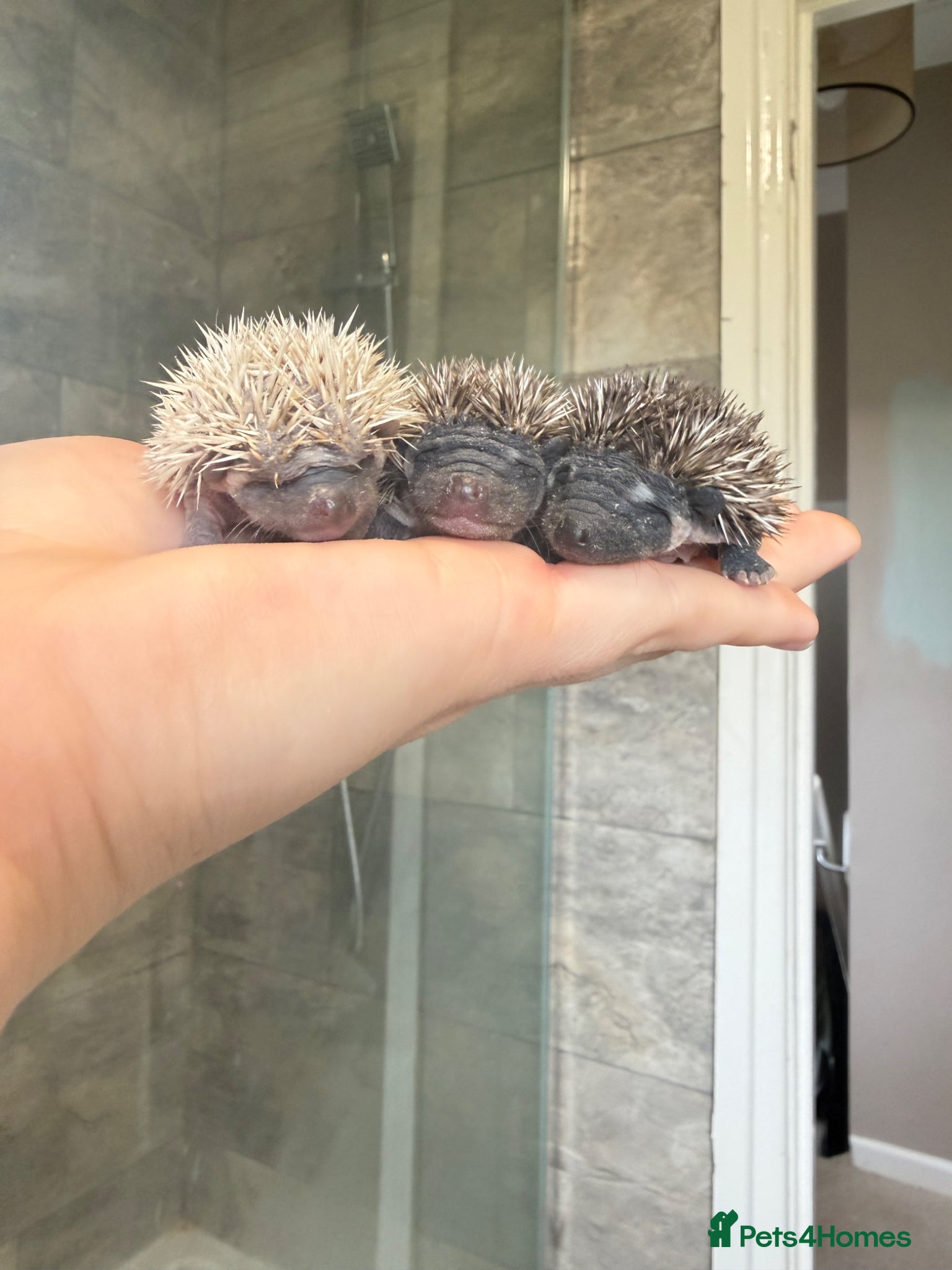 Pygmy Hedgehog rodents African Pygmy hedgehogs- litters in nest. - Advert 17