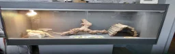 Bearded Dragon reptiles for sale: Male 14 month old bearded dragon with setup  in Nottingham - Advert 8