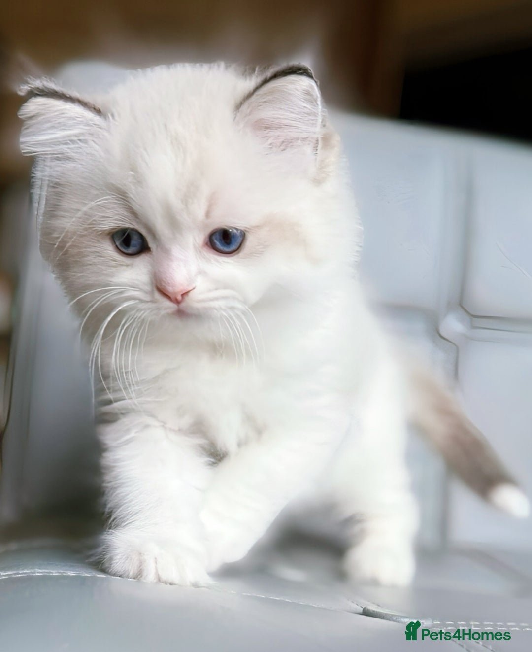 Ragdoll cats for sale: DNA Tested Ragdoll Kitten 1 Male Available  - Advert 7