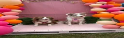 Border Collie dogs for sale: KC Registered, Health tested, Fully Vaccinated  - Advert 3