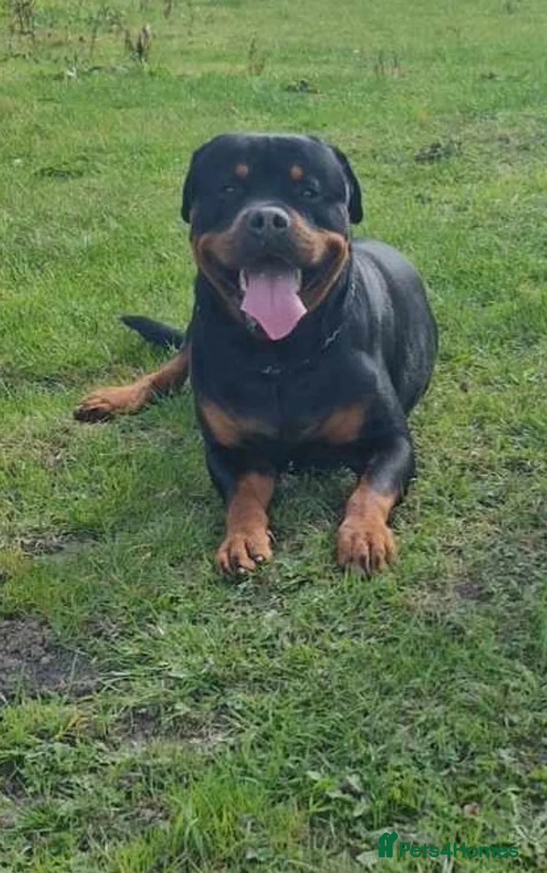 Rottweiler dogs for sale:  kennel club registered Rottweiler pups - Advert 2