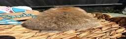 Mini Lop rabbits for sale: Mini Lops - Bucks  - Advert 12