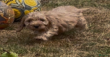Cockapoo dogs - Advert 12