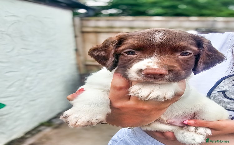 English Springer Spaniel dogs - Advert 10