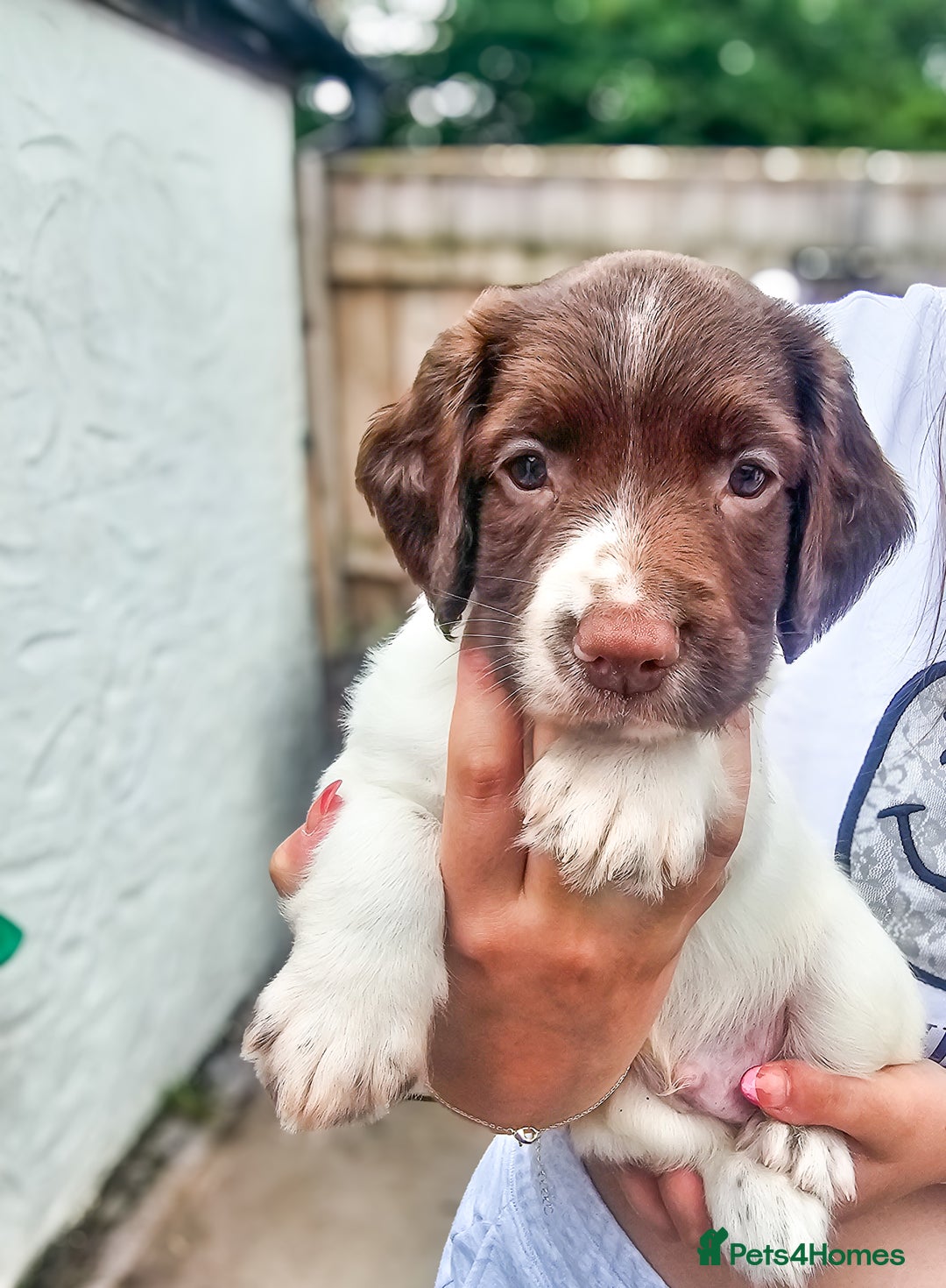 English Springer Spaniel dogs for sale: Ready now KC Reg Working Springer Spaniel Puppies - Image 1