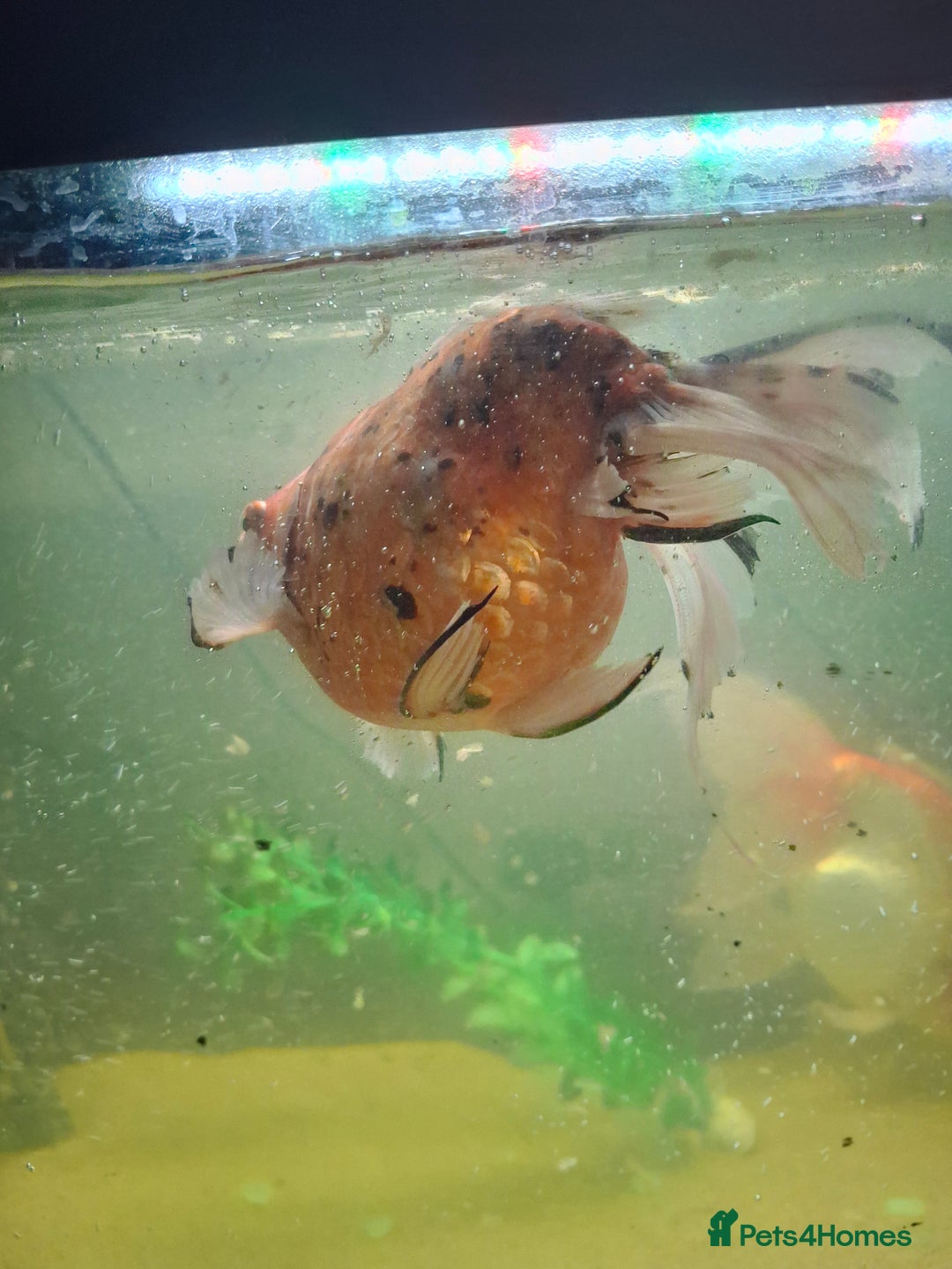 Fancy Goldfish fish for sale: Two large fantail fancy goldfish - Advert 5