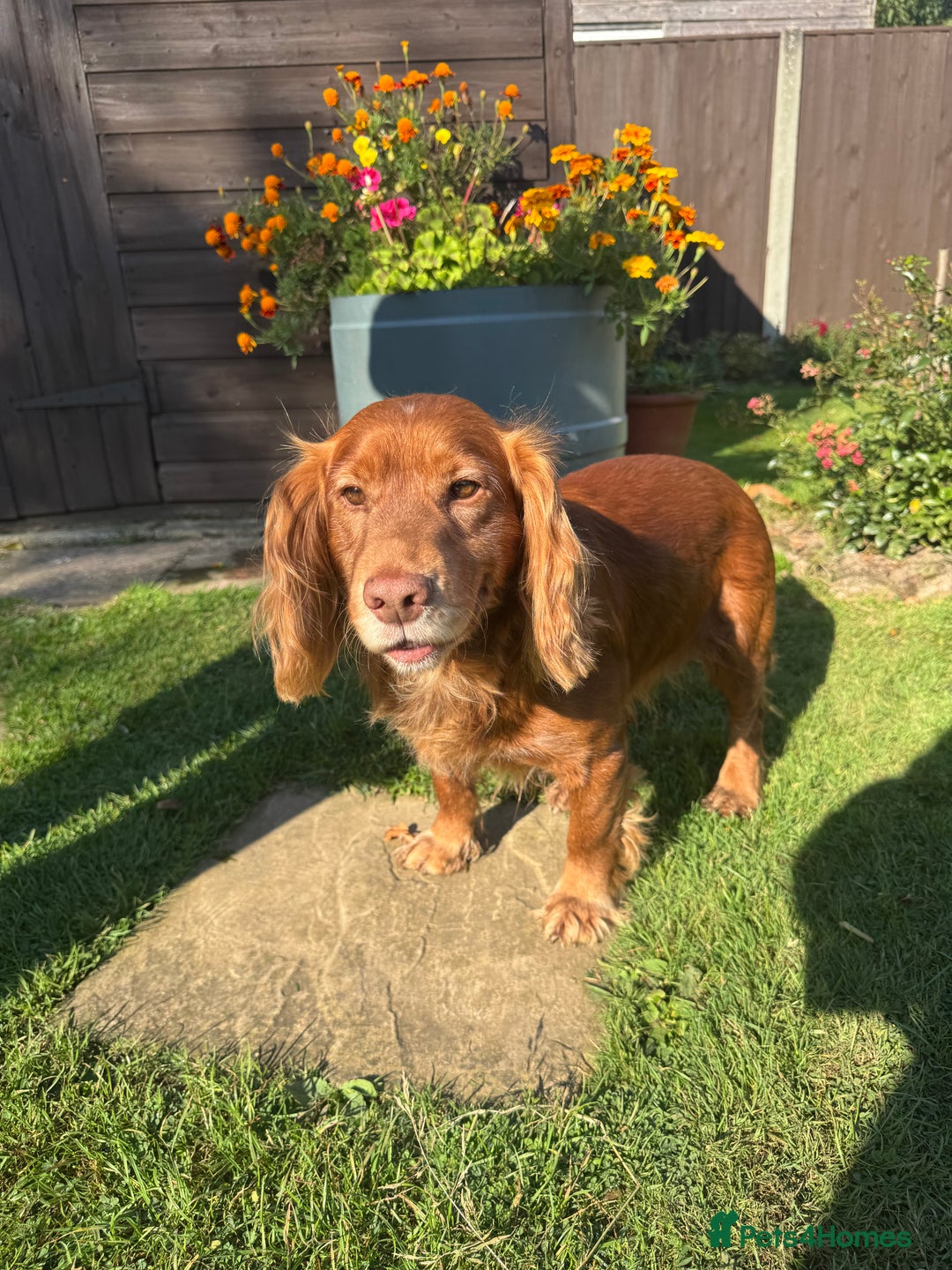 Cocker Spaniel dogs for sale: KC Registered Working Cocker Spaniels - Advert 9