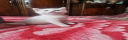 Mixed Breed cats for sale: Kittens - Advert 10