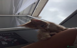 Mixed Breed cats for sale: 5 beautiful kittens ready to go! - Image 12