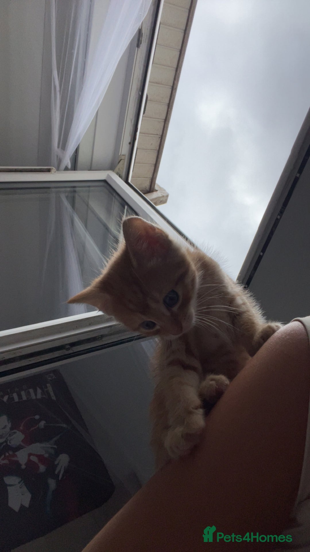Mixed Breed cats for sale: 5 beautiful kittens ready to go! - Image 12