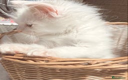 Ragdoll cats for sale: 💙🩷GCCF RAGDOLL KITTENS M&F 9WKS NEUT & SPAYED 🥇 - Image 33