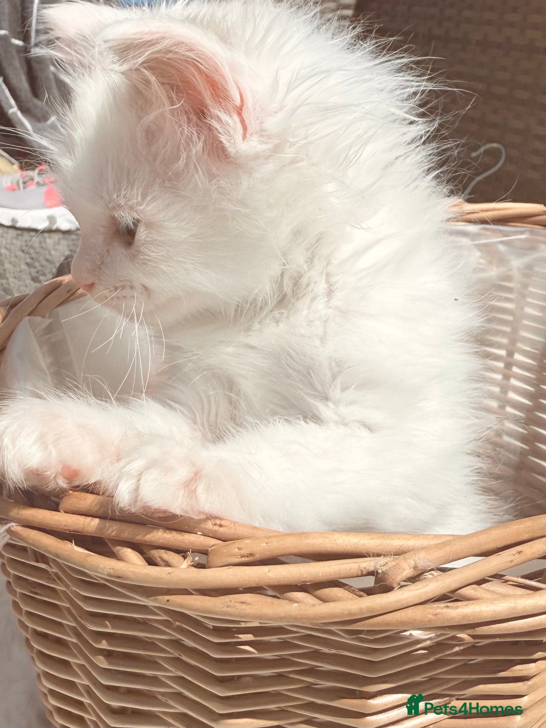 Ragdoll cats for sale: 💙🩷GCCF RAGDOLL KITTENS M&F 9WKS NEUT & SPAYED 🥇 - Image 33