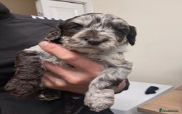 Mixed Breed dogs for sale: Cavapoo  in Bath - Image 1
