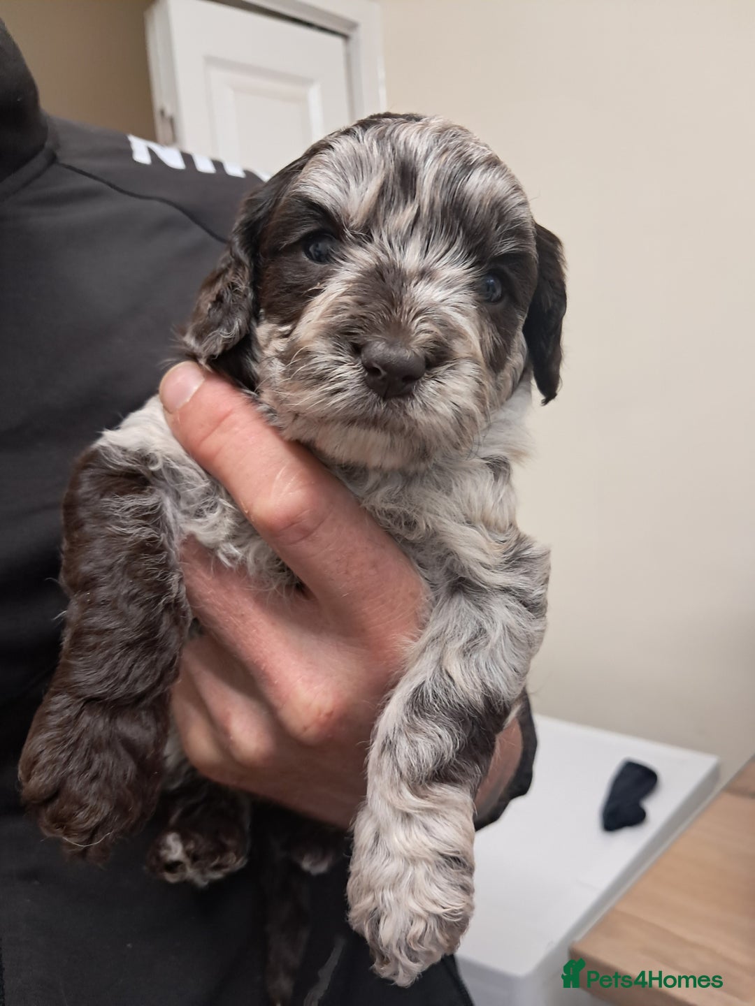 Mixed Breed dogs for sale: Cavapoo  in Bath - Image 1