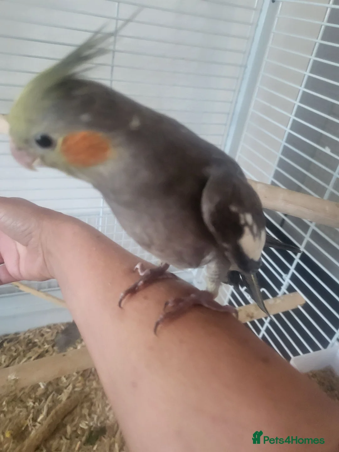 Cockatiels birds for sale: Hand reared, super tame baby cockatiels - Advert 6